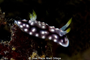Goniobranchus geometricus nudibranch by Jose Maria Abad Ortega 